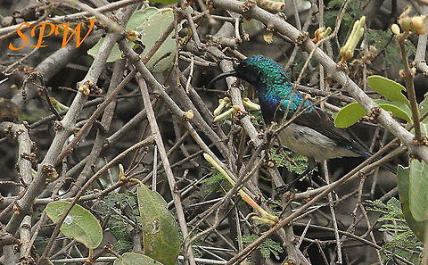 White-bellied_Sunbird1 Taken in Mkuzi, South Africa Cinnyris talatala,South Africa,white bellied sunbird