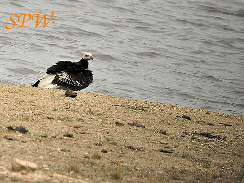 White-headed_Vulture1 Taken in Kruger, South Africa South Africa,Trigonoceps occipitalis,White-headed Vulture