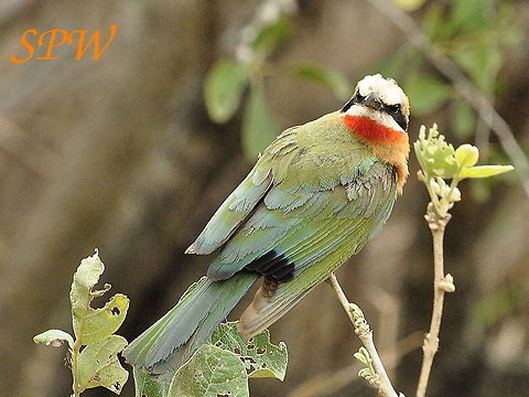 White-fronted_Bee-eater3 Taken in Kruger, South Africa Merops bullockoides,South Africa,White-fronted Bee-Eater