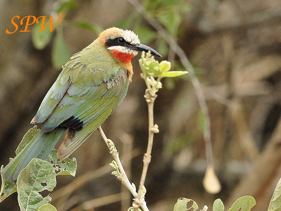 White-fronted_Bee-eater2 Taken in Kruger, South Africa Merops bullockoides,South Africa,White-fronted Bee-Eater
