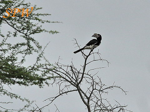Trumpeter_Hornbill1 Taken in Ithala, South Africa Bycanistes bucinator,South Africa,Trumpeter Hornbill