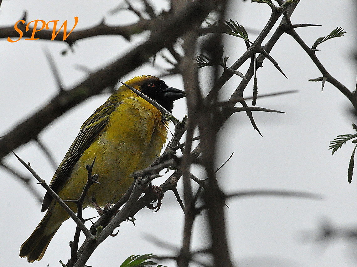 Village_Weaver1 Taken in Royal Natal, South Africa Ploceus cucullatus,South Africa,Village weaver