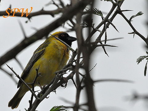 Village_Weaver1 Taken in Royal Natal, South Africa Ploceus cucullatus,South Africa,Village weaver