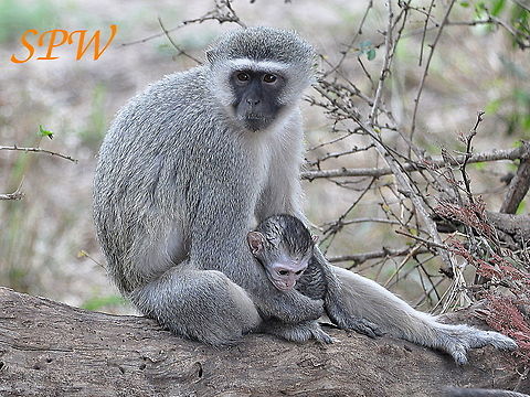 Vervet_Monkey3 Taken in Kruger, South Africa Chlorocebus pygerythrus,South Africa,Vervet monkey