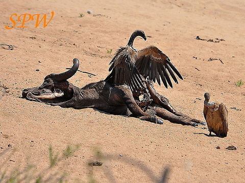 White-backed_Vulture-Dinnnerrrr4! Taken in Kruger, South Africa Gyps africanus,South Africa,White-backed Vulture
