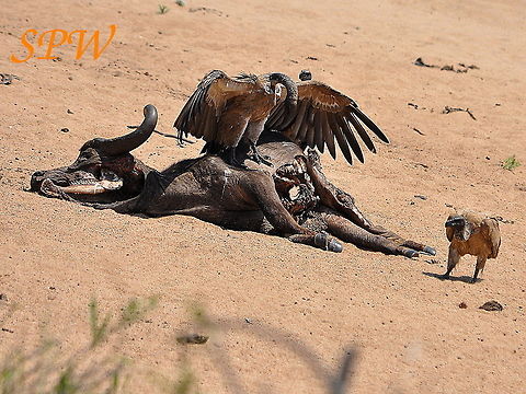 White-backed_Vulture-Dinnnerrrr3! Taken in Kruger, South Africa Gyps africanus,South Africa,White-backed Vulture