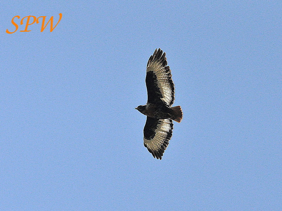 Steppe_Buzzard1 Taken in South Africa Buteo buteo,Common buzzard,South Africa