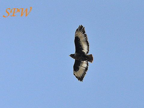 Steppe_Buzzard1 Taken in South Africa Buteo buteo,Common buzzard,South Africa