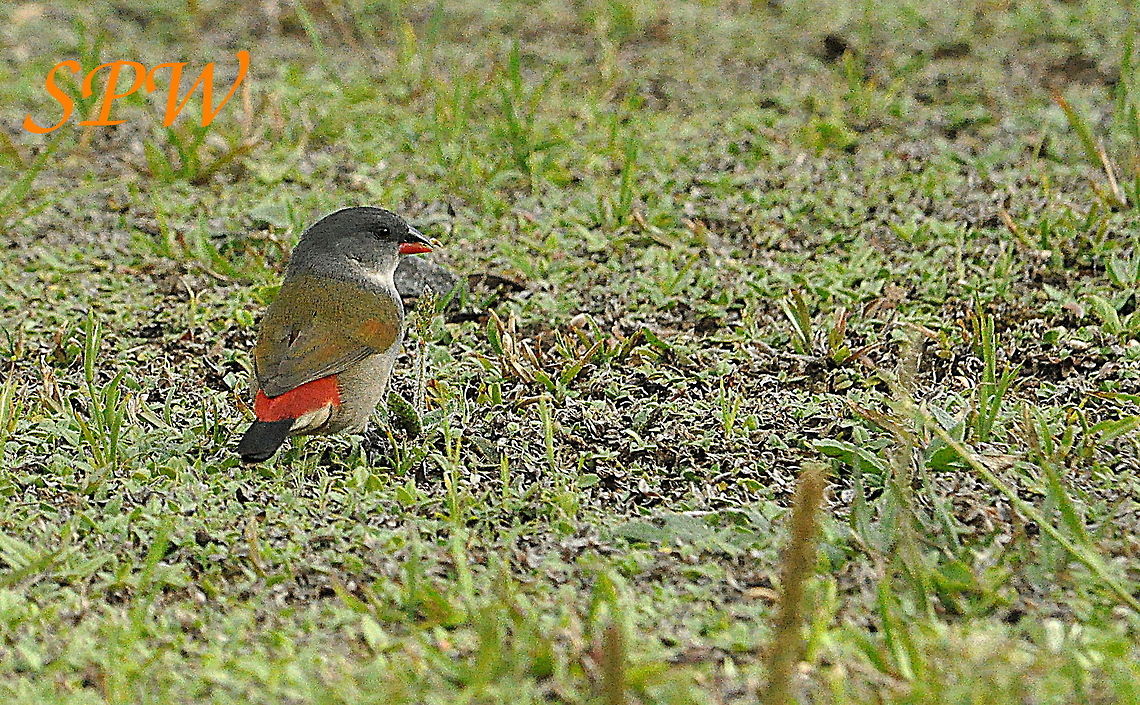 Swee_waxbill1 Taken in Royal Natal, South Africa Coccopygia quartinia,South Africa,swee waxbill