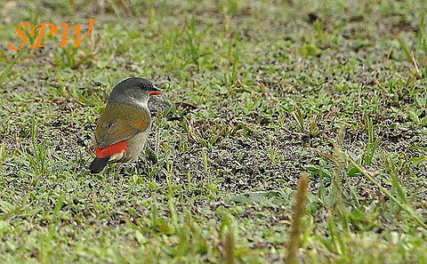Swee_waxbill1 Taken in Royal Natal, South Africa Coccopygia quartinia,South Africa,swee waxbill