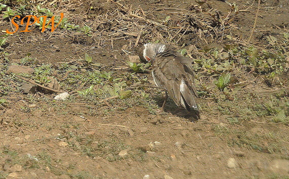 Three-banded_Plover1 Taken in Kruger, South Africa South Africa