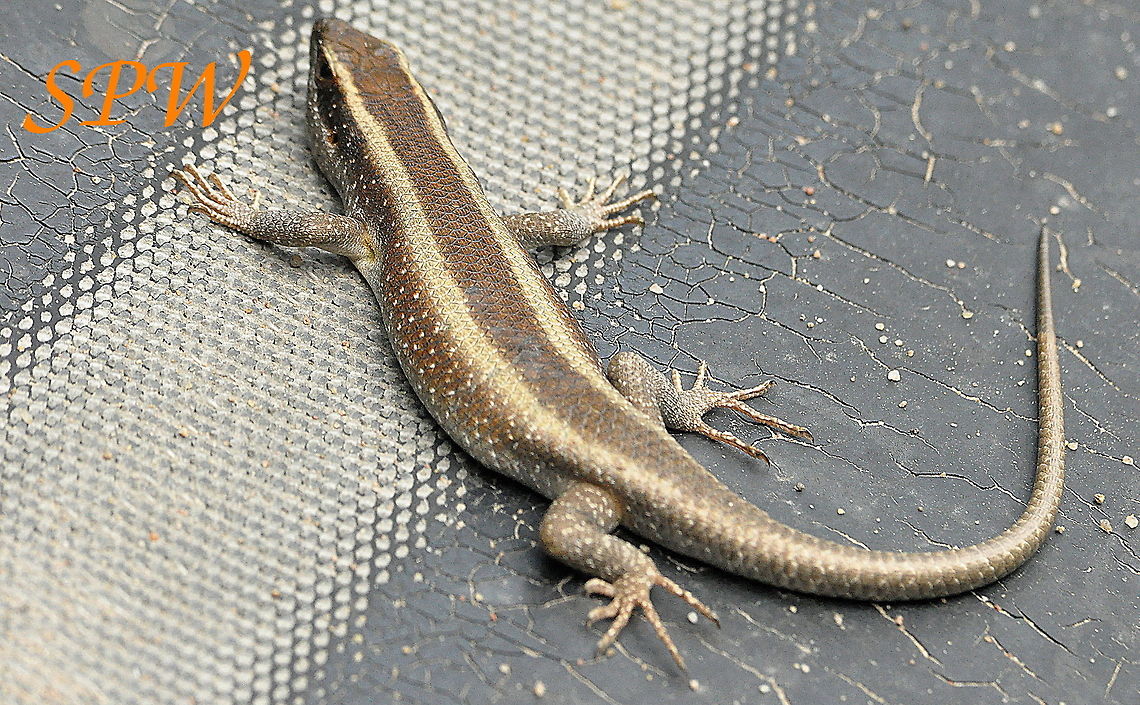 Striped_Skink1 Taken in Kruger, South Africa African Striped Skink,South Africa,Trachylepis striata