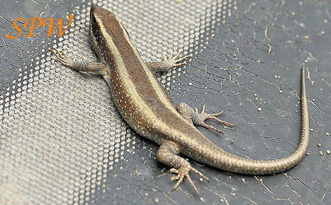 Striped_Skink1 Taken in Kruger, South Africa African Striped Skink,South Africa,Trachylepis striata