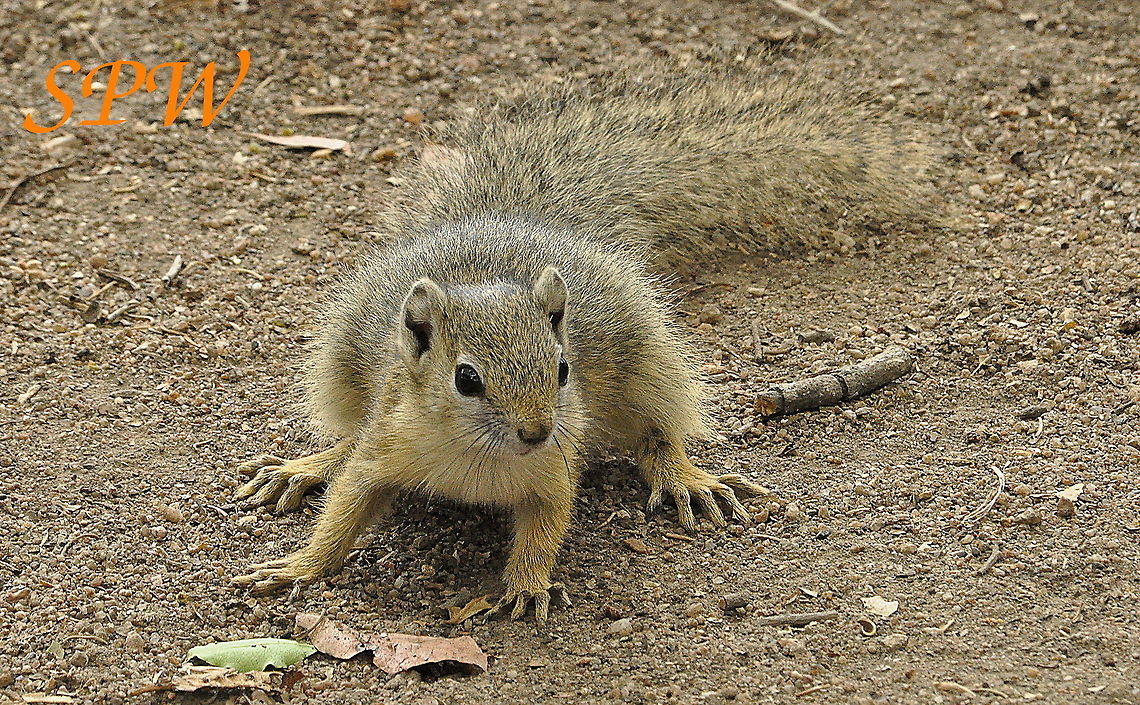 Tree_Squirrel3 Taken in Kruger, South Africa Paraxerus cepapi,Smiths Bush Squirrel,South Africa