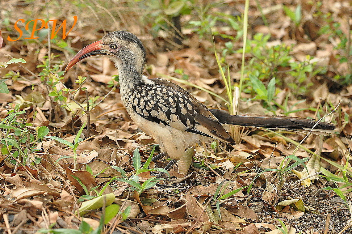 Southern_Red-billed_Hornbill1 Taken in Kruger, South Africa South Africa,Southern red-billed hornbill,Tockus rufirostris
