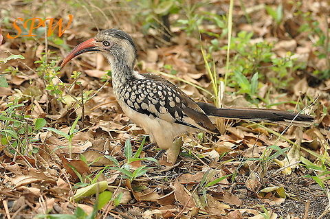 Southern_Red-billed_Hornbill1 Taken in Kruger, South Africa South Africa,Southern red-billed hornbill,Tockus rufirostris