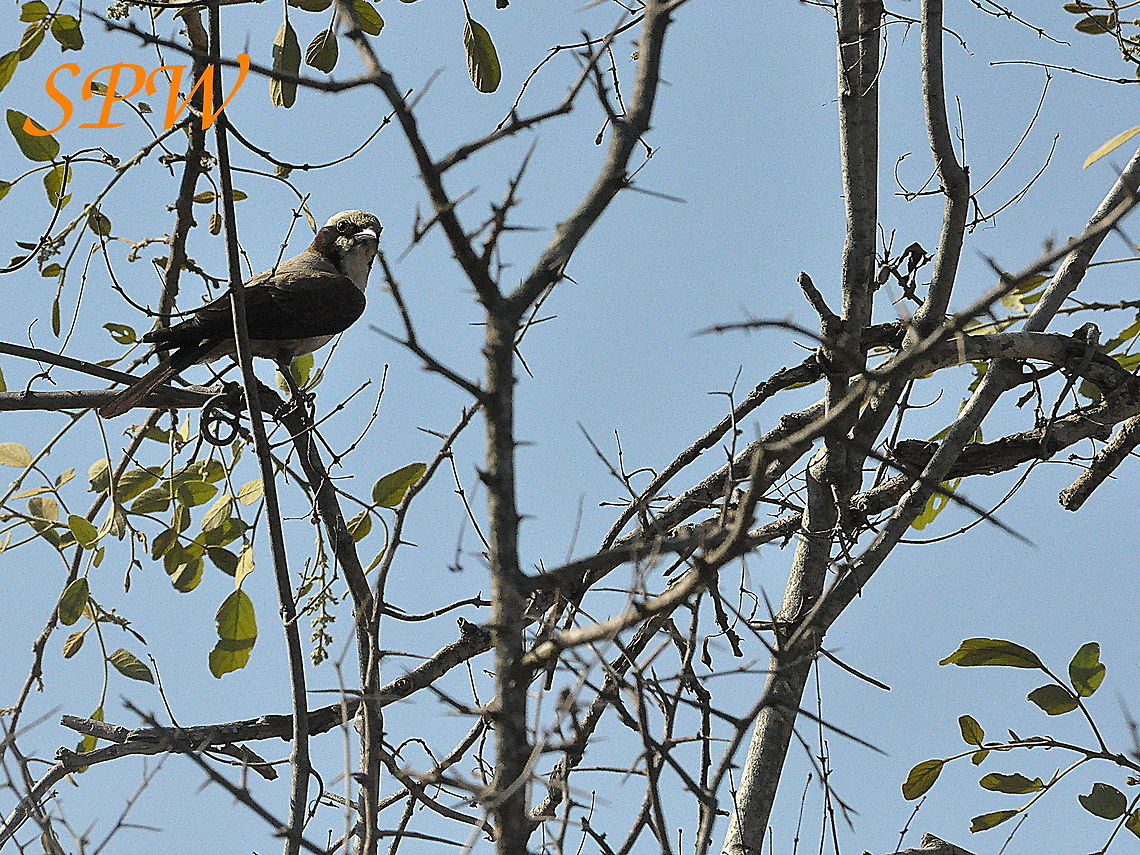 Southern_White-crowned_Shrike1 Taken, I think, in Ithala, South Africa Eurocephalus anguitimens,South Africa