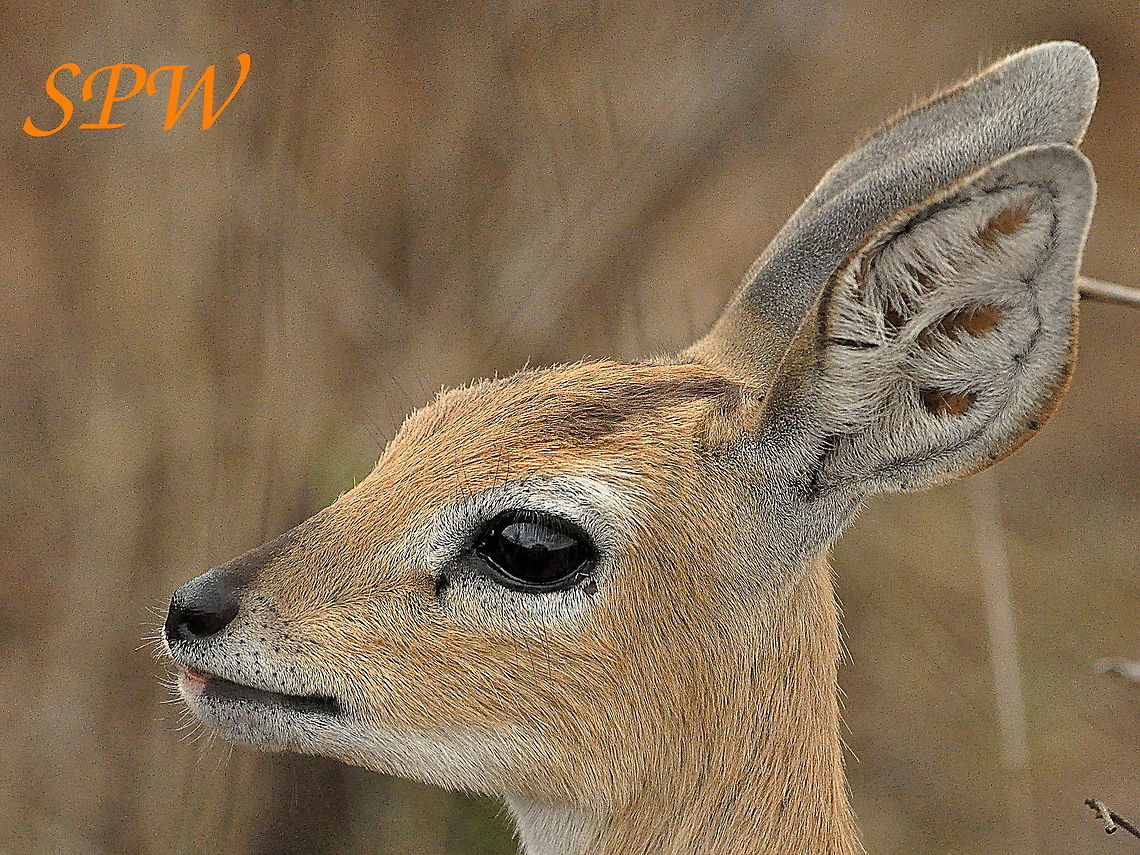 Steenbok-female4 Taken in Kruger, South Africa Female,Raphicerus campestris,South Africa,Steenbok