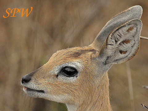 Steenbok-female4 Taken in Kruger, South Africa Female,Raphicerus campestris,South Africa,Steenbok