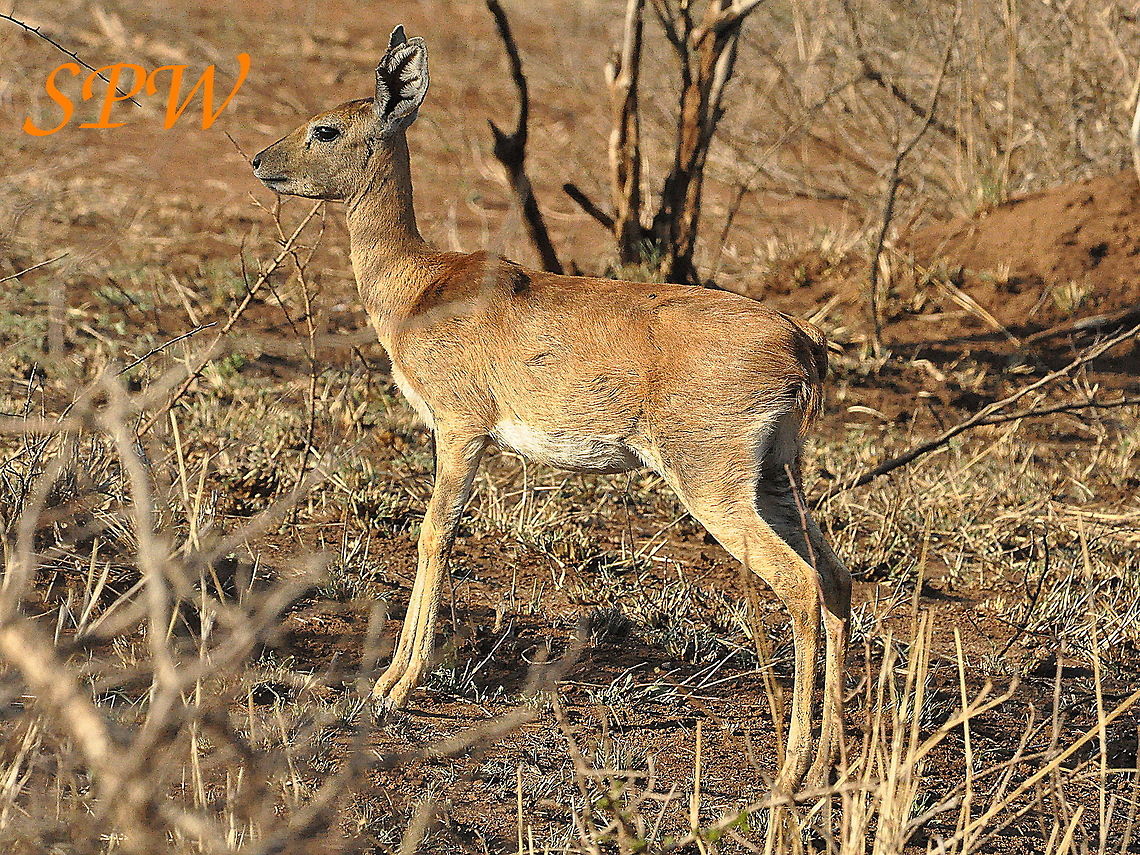 Steenbok-female5 Taken in Kruger, South Africa Female,Raphicerus campestris,South Africa,Steenbok