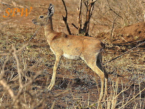 Steenbok-female5 Taken in Kruger, South Africa Female,Raphicerus campestris,South Africa,Steenbok