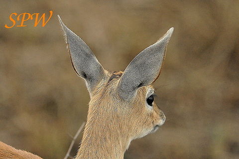 Steenbok-female3 Taken in Kruger, South Africa Female,Raphicerus campestris,South Africa,Steenbok