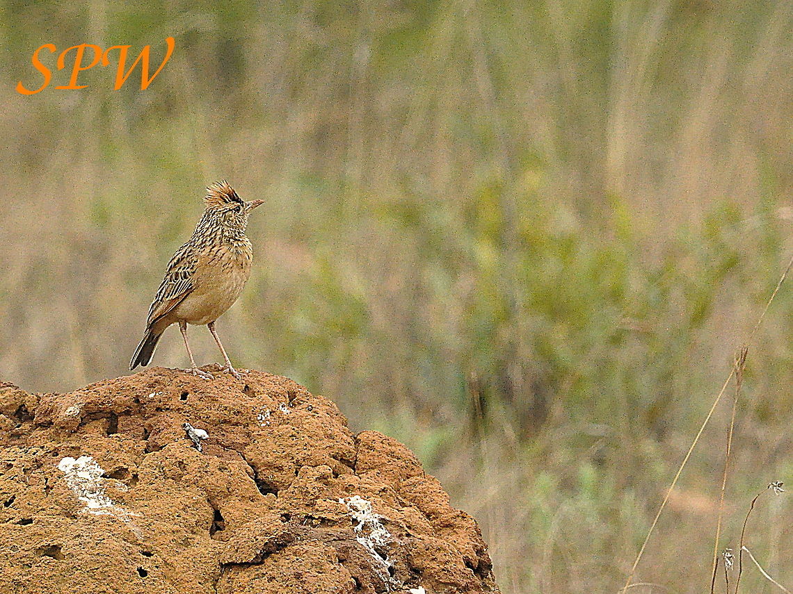 Rufous-naped_Lark1 Taken in Ithala, South Africa Mirafra africana,South Africa,rufous naped lark