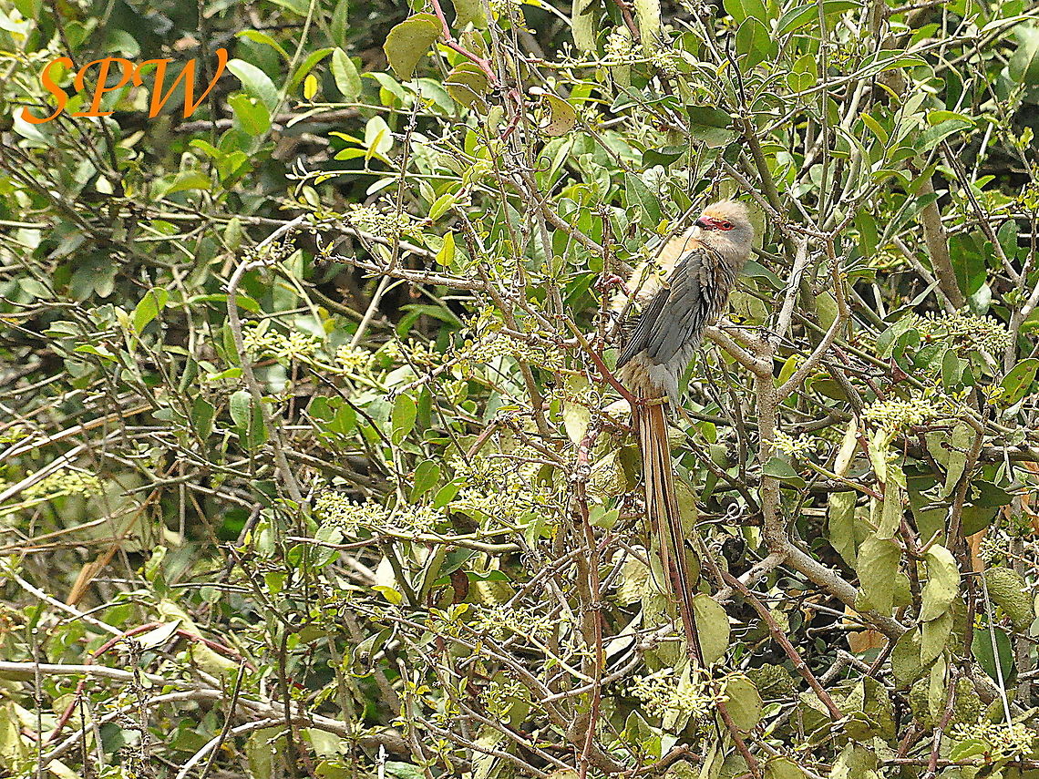 Red-faced_Mousebird1 Taken in Imfoloza, I think, South Africa Red-faced mousebird,South Africa,Urocolius indicus