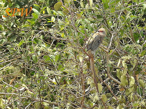 Red-faced_Mousebird1 Taken in Imfoloza, I think, South Africa Red-faced mousebird,South Africa,Urocolius indicus