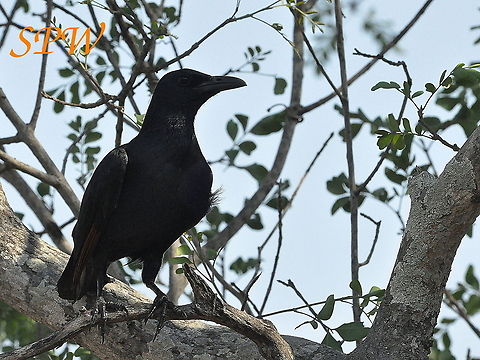 Red-winged_Starling1 Taken in Kruger, South Africa South Africa