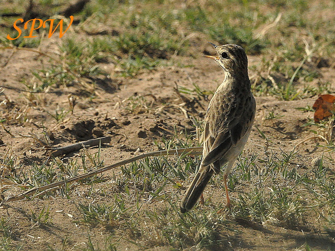 Sabota_Lark1 Taken in Kruger, South Africa Calendulauda sabota,South Africa,sabota lark