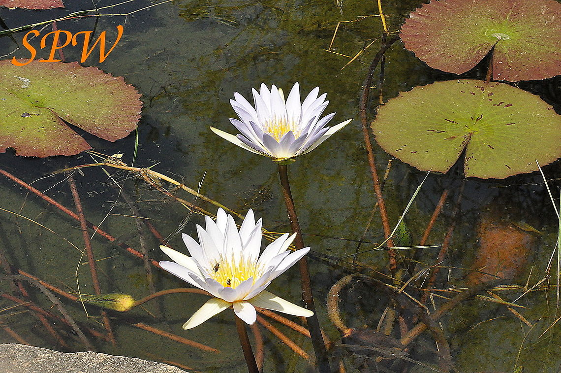 South_African_Water_Lilly1 Taken in Kruger, South Africa. Do not know which lilly it is and this time left the identify species blank so ideas welcome and I can then update the photo. South Africa