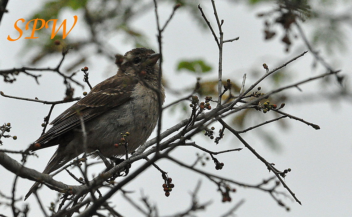 Yellow-throated bush sparrow Taken in North East of South Africa Gymnoris superciliaris,South Africa,Yellow-throated bush sparrow