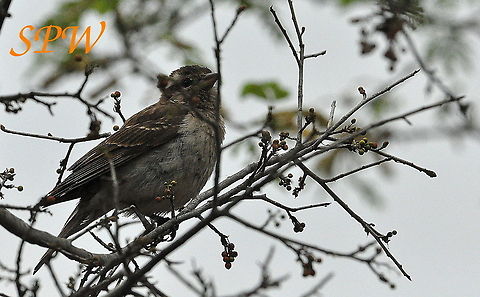 Yellow-throated bush sparrow Taken in North East of South Africa Gymnoris superciliaris,South Africa,Yellow-throated bush sparrow