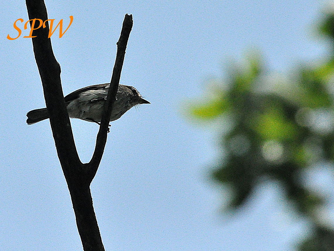Ashy Flycatcher Taken in North East of South Africa Ashy flycatcher,Muscicapa caerulescens,South Africa