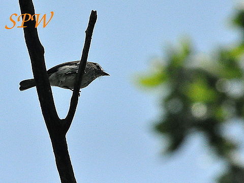 Ashy Flycatcher Taken in North East of South Africa Ashy flycatcher,Muscicapa caerulescens,South Africa