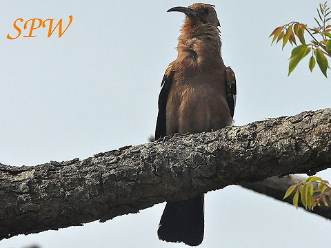 African_Hoopoe2 Taken in Imfolozi, South Africa Hoopoe,South Africa,Upupa epops