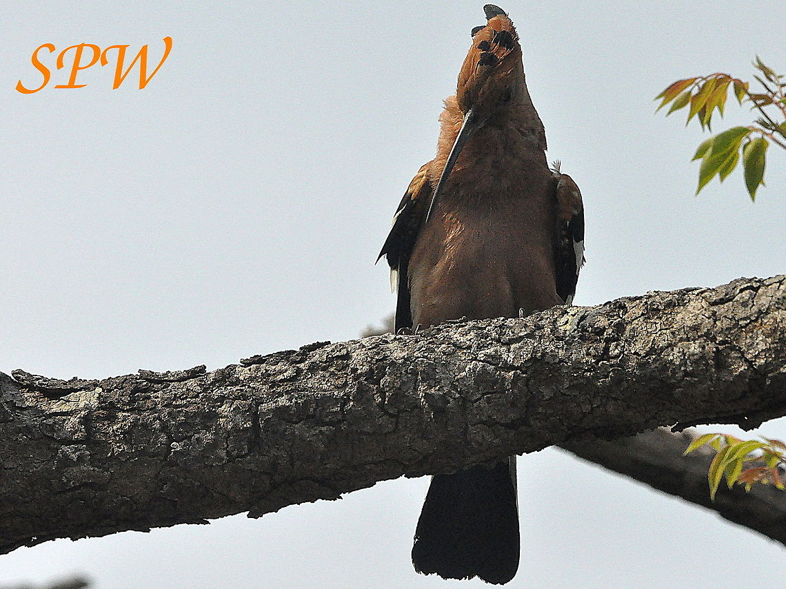 African_Hoopoe1 Taken in Imfolozi, South Africa Geotagged,Hoopoe,South Africa,Spring,Upupa epops