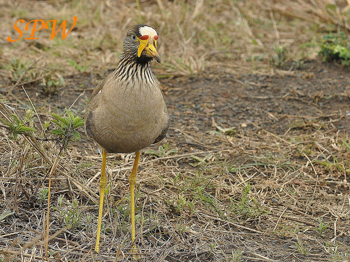 African_Wattled_Lapwing1 Taken in Ithala, South Africa African wattled lapwing,Geotagged,South Africa,Spring,Vanellus senegallus