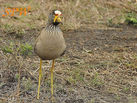 African_Wattled_Lapwing1 Taken in Ithala, South Africa African wattled lapwing,Geotagged,South Africa,Spring,Vanellus senegallus