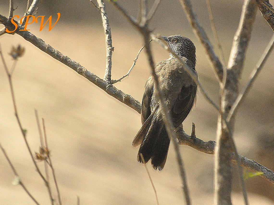 Arrow-marked_Babbler1 Taken in Kruger, South Africa Geotagged,South Africa,Spring,Turdoides jardineii,arrow marked babbler