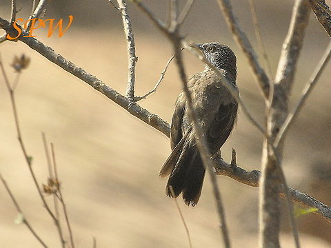 Arrow-marked_Babbler1 Taken in Kruger, South Africa Geotagged,South Africa,Spring,Turdoides jardineii,arrow marked babbler