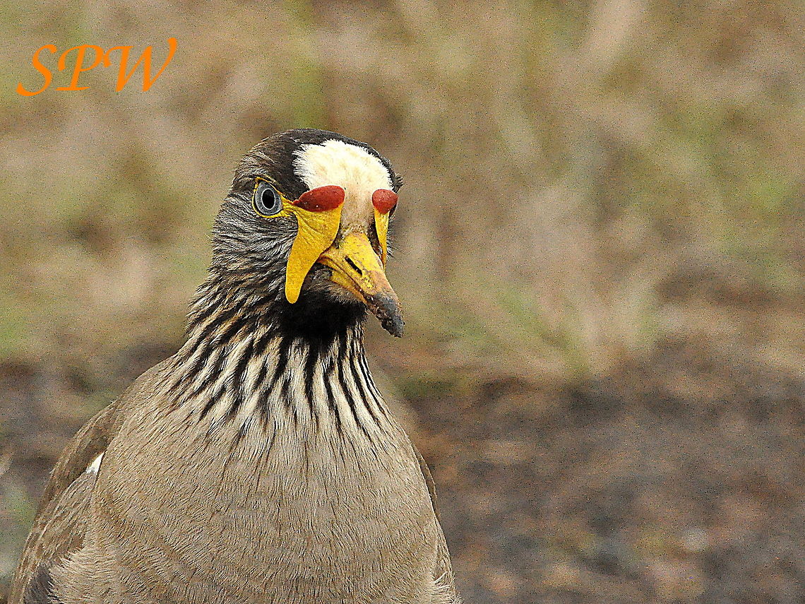African_Wattled_Lapwing2 Taken in Ithala, South Africa  African wattled lapwing,Geotagged,South Africa,Spring,Vanellus senegallus