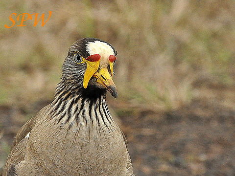 African_Wattled_Lapwing2 Taken in Ithala, South Africa  African wattled lapwing,Geotagged,South Africa,Spring,Vanellus senegallus
