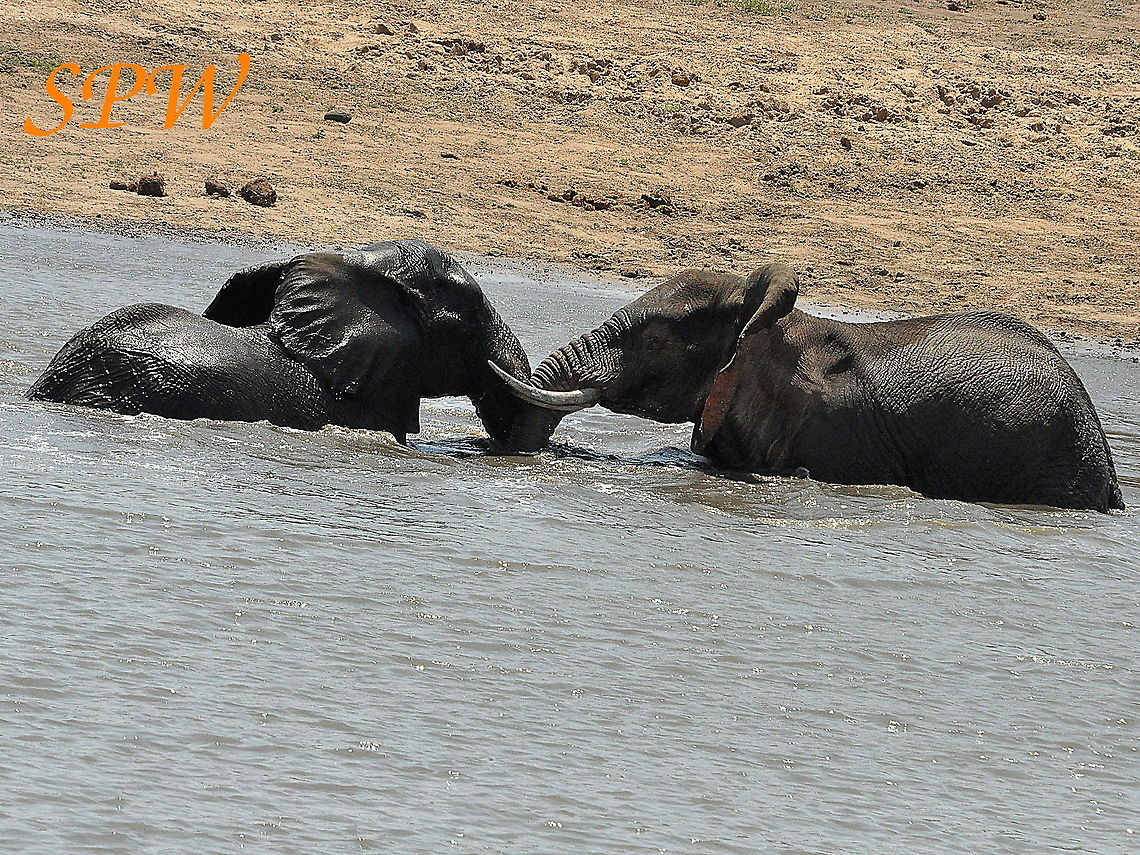 Elephants_at_war2 Taken in Kruger, South Africa  Geotagged,South Africa,Spring