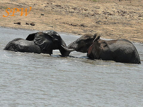 Elephants_at_war2 Taken in Kruger, South Africa  Geotagged,South Africa,Spring