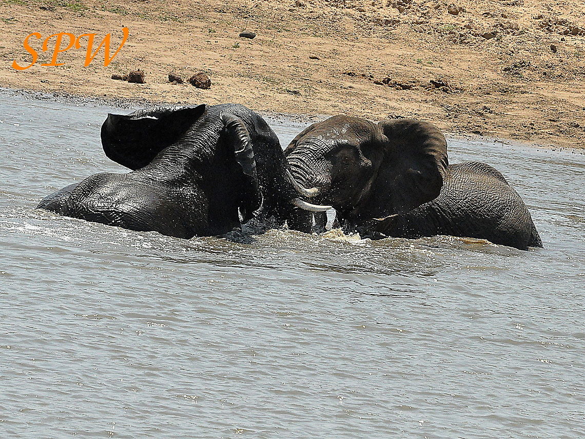 Elephants_at_war1! Taken in Kruger, South Africa  African bush elephant,Geotagged,Loxodonta africana,South Africa,Spring