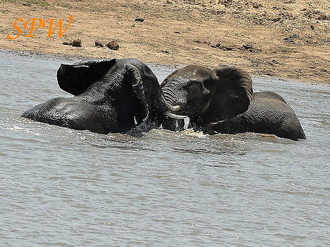Elephants_at_war1! Taken in Kruger, South Africa  African bush elephant,Geotagged,Loxodonta africana,South Africa,Spring