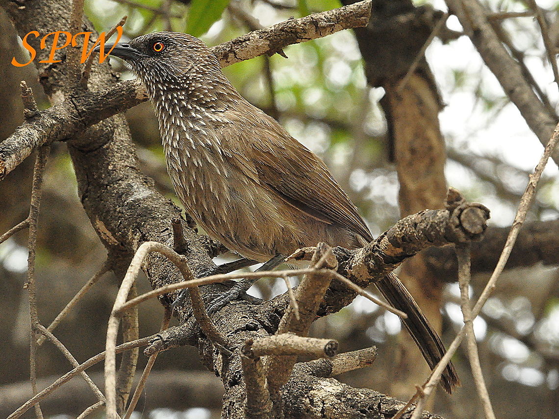 Arrow-marked_Babbler2 Taken in Kruger, South Africa<br />
Apologies for the watermark, got it very wrong with this picture.  Geotagged,South Africa,Spring,Turdoides jardineii,arrow marked babbler