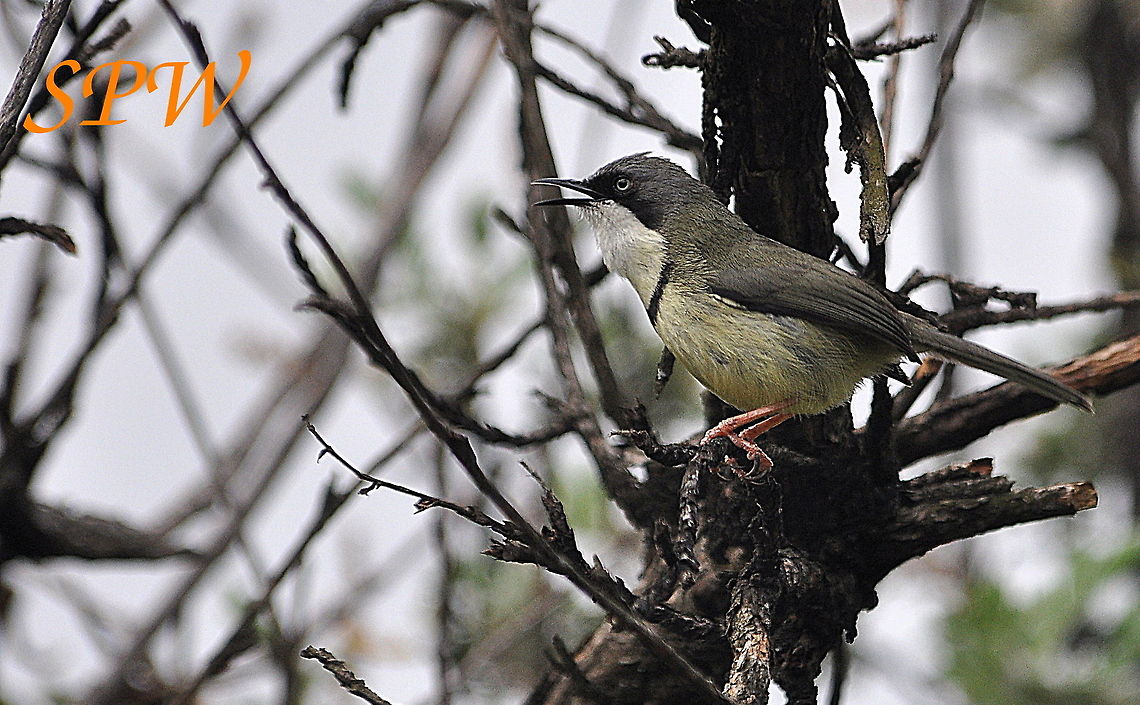 Bar-throated_Apalis1 Taken in Kruger, South Africa  Geotagged,South Africa,Spring